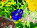 Bunga Terompet Biru, Kembang Telang, Bunga Telang, Clitoria Ternatea Bluebellvine, Blue pea