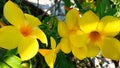 Bunga terompet emas, alamanda, the yellow flower Royalty Free Stock Photo