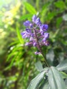 Blue Ginger Tisane FlowerÂ 