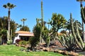 A bungalow with beautiful garden with huge cacti and palm trees in Fuerteventura island Royalty Free Stock Photo