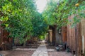 Bungalow tree houses positioned in line among trees, Olimpos, Antalya, Turkey Royalty Free Stock Photo