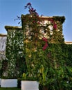 Bungalows in flower and lianes in family hotel, Kemer, Turkey