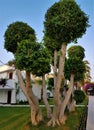 Bungalows, trees, flowers and lianes in garden of family hotel, Kemer, Turkey