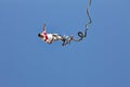 Bungee jumping