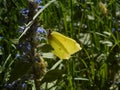 Yellow brimstone butterfly in the mountains on a blue blossom of a bungleweed flower