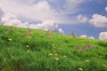 Bunnies in a fresh meadow. Royalty Free Stock Photo