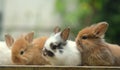 Bunnies Royalty Free Stock Photo