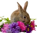 Bunny and aster flowers