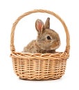 Bunny in a basket isolated on white background