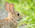 Bunny at Bombay Hook Royalty Free Stock Photo