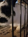 Bunny Boy behind bars Royalty Free Stock Photo