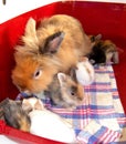 8 Months Old Female Longhair Lionhead Rabbit (Harlequin-Colored) with 15 Days Old Litter