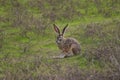 Bunny Royalty Free Stock Photo