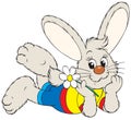 Bunny with a chamomile Royalty Free Stock Photo