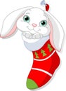 Bunny in Christmas sock Royalty Free Stock Photo