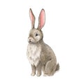 Bunny cute watercolor illustration. Single rabbit animal on white background. Pretty small rabbit wild animal hand drawn