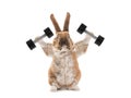 Bunny with dumbbells isolated on a white Royalty Free Stock Photo
