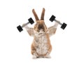 Bunny with dumbbells isolated on a white