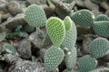 Bunny ears cactus Opuntia microdasys originated in Mexico and is a denizen of arid. succulent plants in the garden. Royalty Free Stock Photo