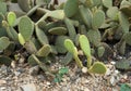 Bunny ears cactus Opuntia microdasys originated in Mexico and is a denizen of arid. succulent plants in the garden. Royalty Free Stock Photo