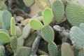 Bunny ears cactus Opuntia microdasys originated in Mexico and is a denizen of arid. succulent plants in the garden. Royalty Free Stock Photo