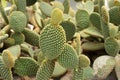 Bunny ears cactus Opuntia microdasys originated in Mexico and is a denizen of arid. succulent plants in the garden. Royalty Free Stock Photo