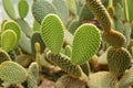 Bunny ears cactus Opuntia microdasys originated in Mexico and is a denizen of arid. succulent plants in the garden. Royalty Free Stock Photo