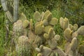 Bunny ears cactus Opuntia microdasys Royalty Free Stock Photo