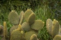 Bunny ears cactus Opuntia microdasys Royalty Free Stock Photo