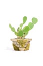 Bunny Ears Cactus (Opuntia Microdasys) in Pot Royalty Free Stock Photo