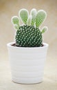 Bunny ears cactus (Opuntia microdasys) Royalty Free Stock Photo