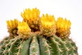 Bunny Ears Cactus Opuntia Microdasys On White Background. Generative AI