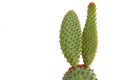 Bunny ears cactus in pot on white background with space for text. beautiful houseplant