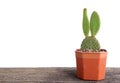 Bunny ears cactus in pot on wooden table with space for text. beautiful houseplant