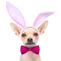 Bunny ears dog Royalty Free Stock Photo