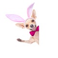 Bunny ears dog Royalty Free Stock Photo