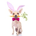 Bunny ears dog Royalty Free Stock Photo