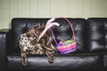 Bunny ears dog Royalty Free Stock Photo