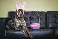 Bunny ears dog Royalty Free Stock Photo