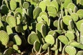 Bunny-ears Prickly Pear Cactus (Opuntia Microdasys), Closeup Royalty Free Stock Photo