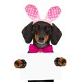 Bunny easter ears dog Royalty Free Stock Photo