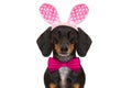 Bunny easter ears dog Royalty Free Stock Photo