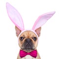 Bunny easter ears dog Royalty Free Stock Photo