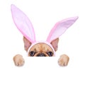 Bunny easter ears dog