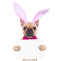 Bunny easter ears dog Royalty Free Stock Photo