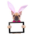 Bunny easter ears dog Royalty Free Stock Photo