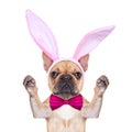Bunny easter ears dog Royalty Free Stock Photo