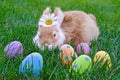 Bunny with Easter eggs Royalty Free Stock Photo
