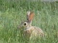 A bunny in a field