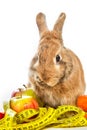 Bunny with fresh vegetables Royalty Free Stock Photo